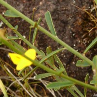 Crotalaria albida B.Heyne ex Roth